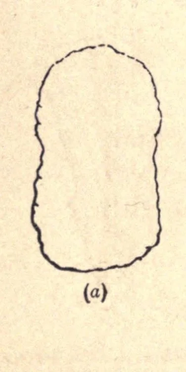 An illustration from The colours of animals, their meaning and use, especially considered in the case of insects;, 1890, leaf 58