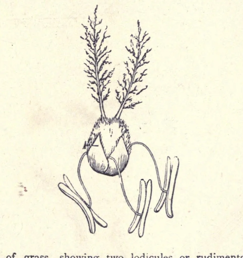An illustration from The colours of flowers as illustrated in the British flora, 1882, leaf 119