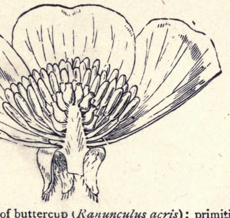 An illustration from The colours of flowers as illustrated in the British flora, 1882, leaf 45
