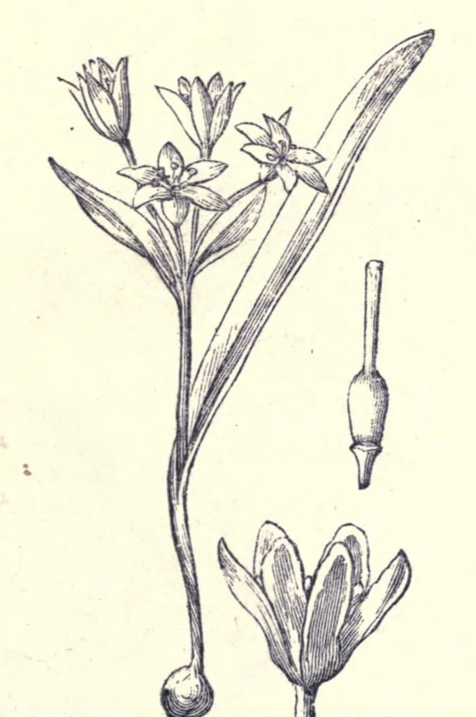An illustration from The colours of flowers as illustrated in the British flora, 1882, leaf 69