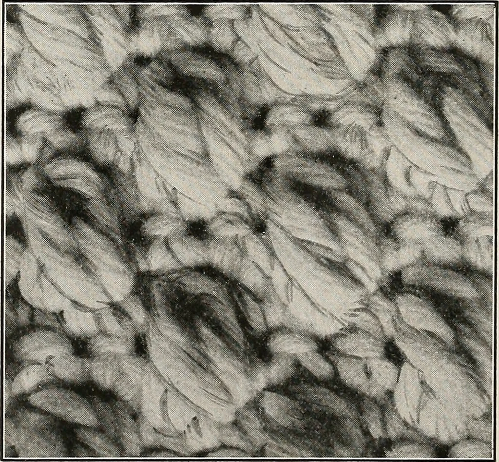 An illustration from The Columbia book of yarns : containing a manual of knitting and crocheting, 1916, leaf 77