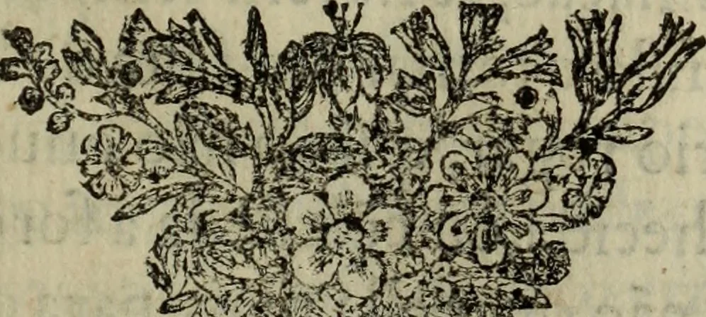 An illustration from Comedia Aulegrafia, 1619, leaf 26