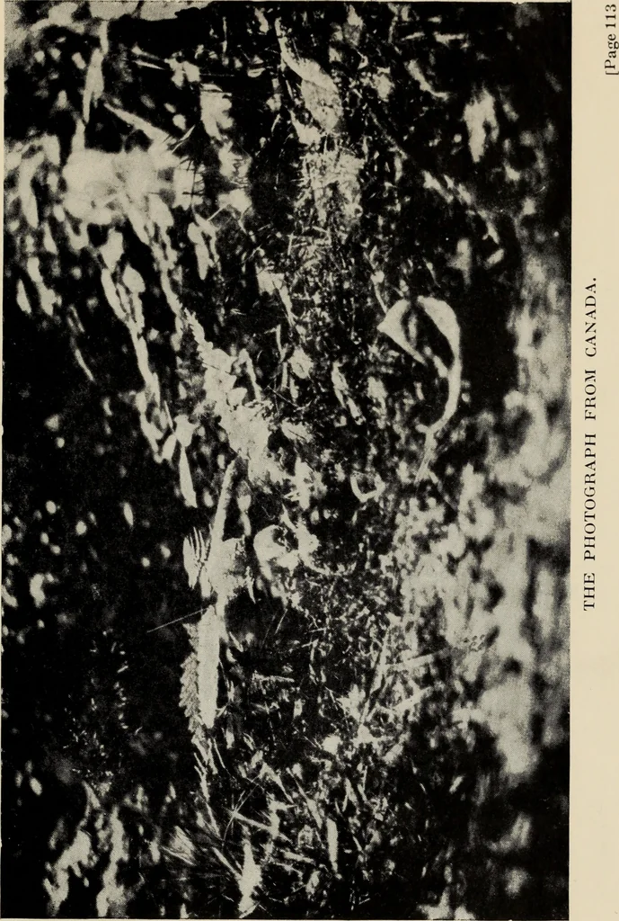 An illustration from The coming of the fairies, 1922, leaf 132