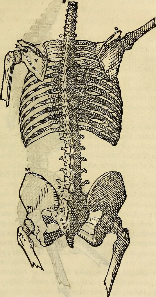 An illustration from Varia commensuracion para la escultura y arquitectura, 1773, leaf 134