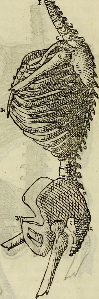 An illustration from Varia commensuracion para la escultura y arquitectura, 1773, leaf 135