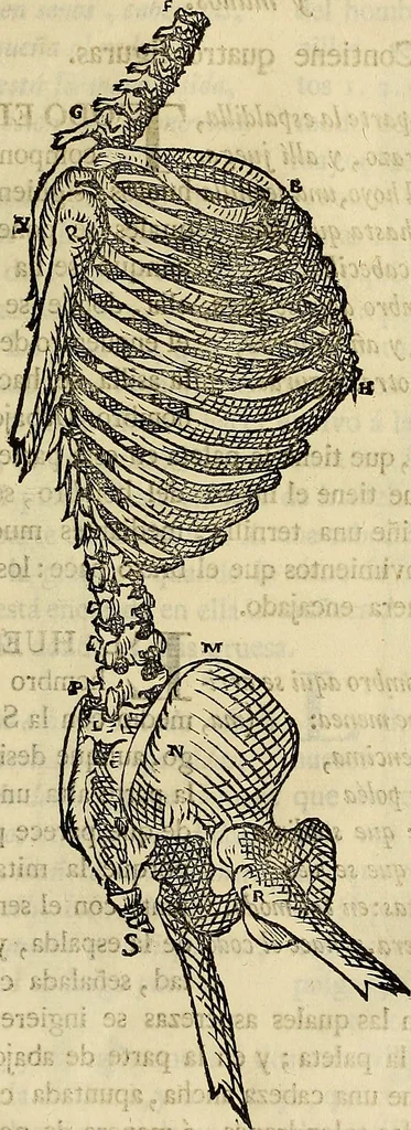 An illustration from Varia commensuracion para la escultura y arquitectura, 1773, leaf 136