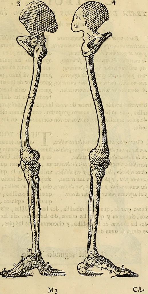 An illustration from Varia commensuracion para la escultura y arquitectura, 1773, leaf 144