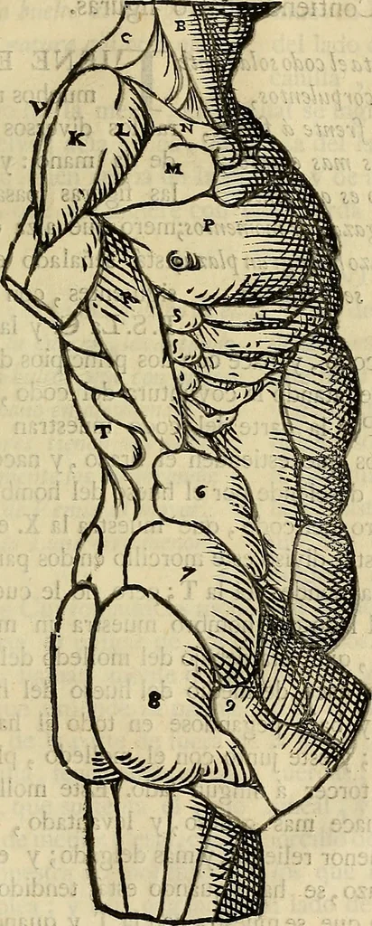 An illustration from Varia commensuracion para la escultura y arquitectura, 1773, leaf 160