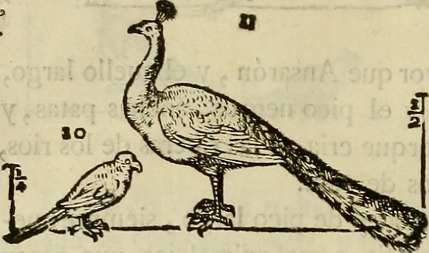 An illustration from Varia commensuracion para la escultura y arquitectura, 1773, leaf 223
