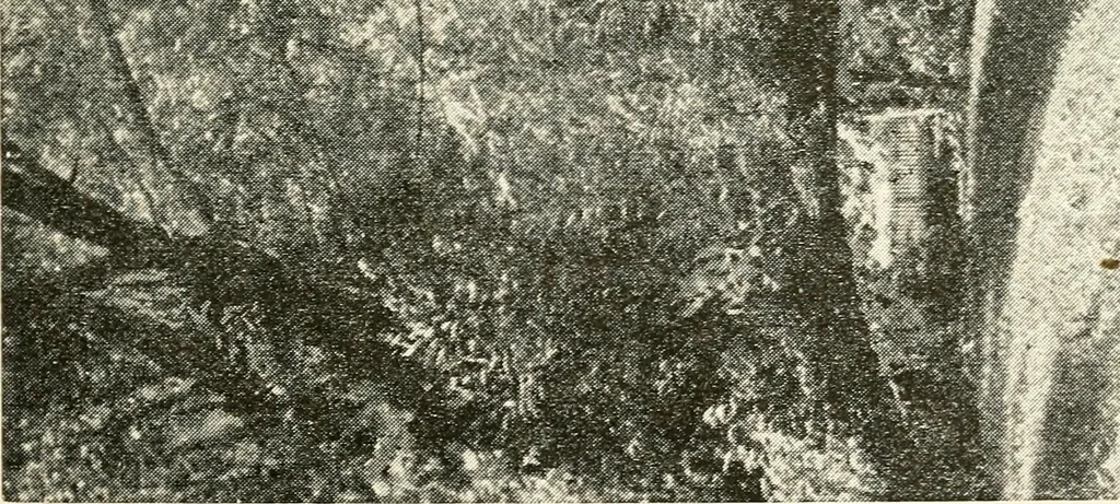 An illustration from Commercial and architectural St. Louis ; illustrated, 1891, leaf 22