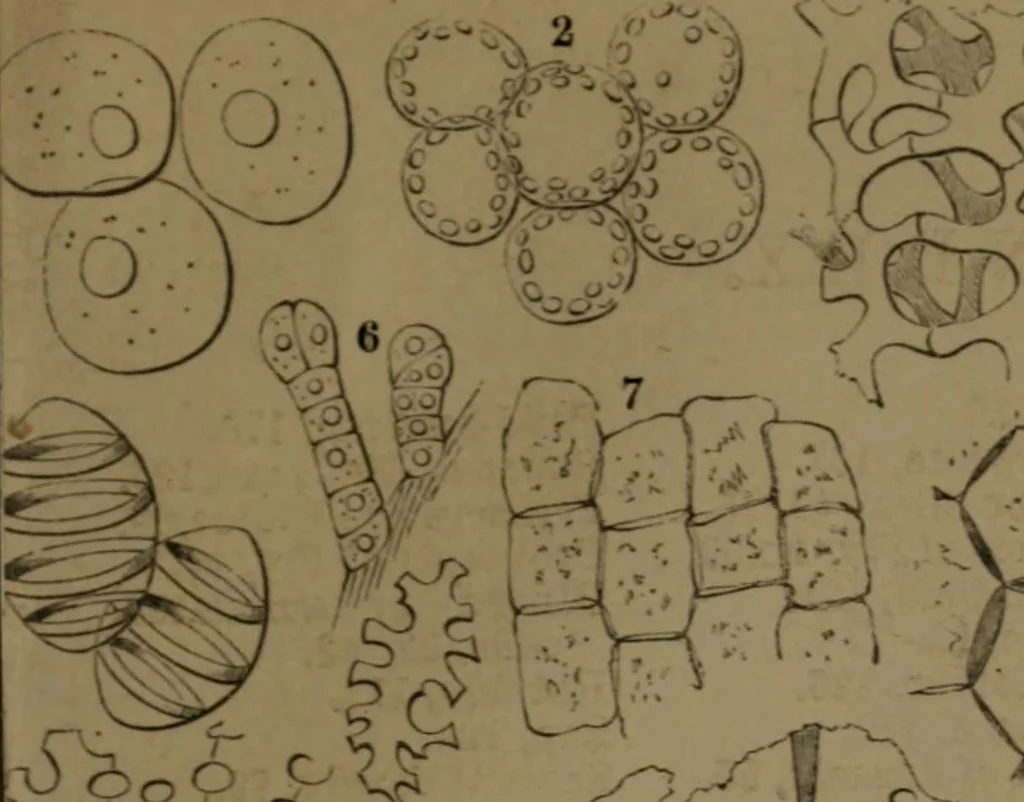 An illustration from Common objects of the microscope, 1861, leaf 144