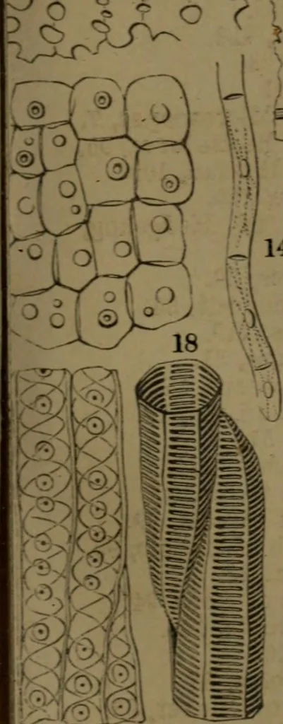 An illustration from Common objects of the microscope, 1861, leaf 144