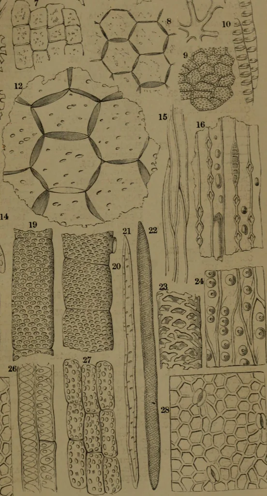 An illustration from Common objects of the microscope, 1861, leaf 144