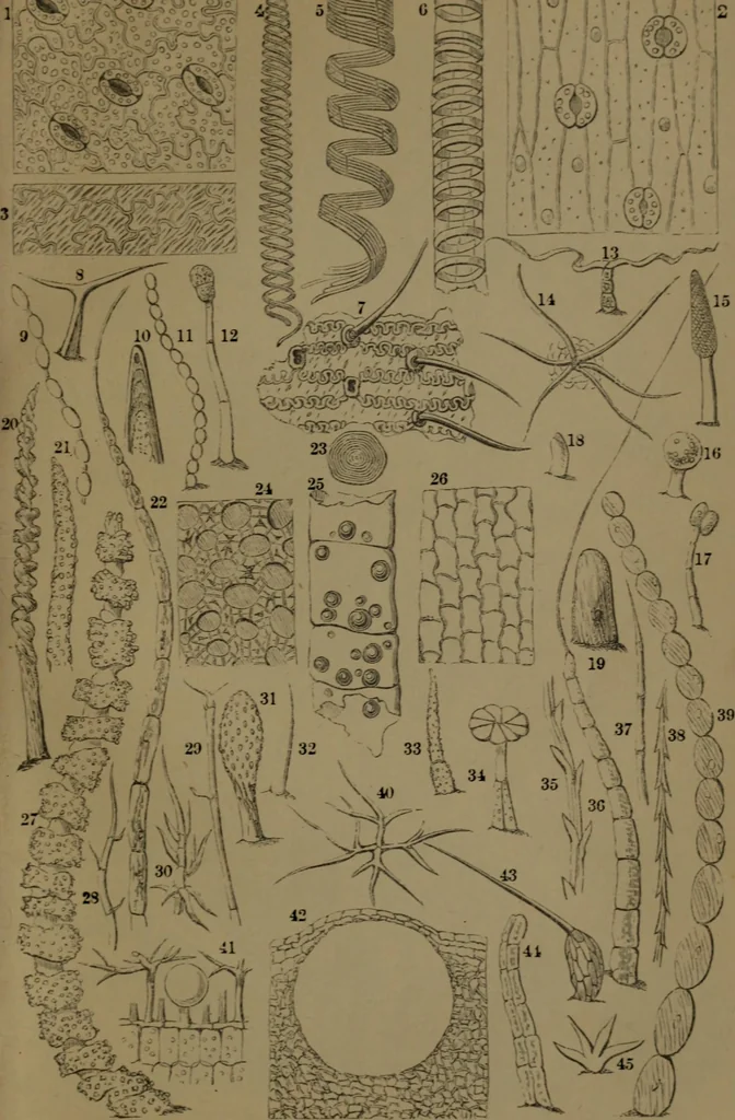 An illustration from Common objects of the microscope, 1861, leaf 146