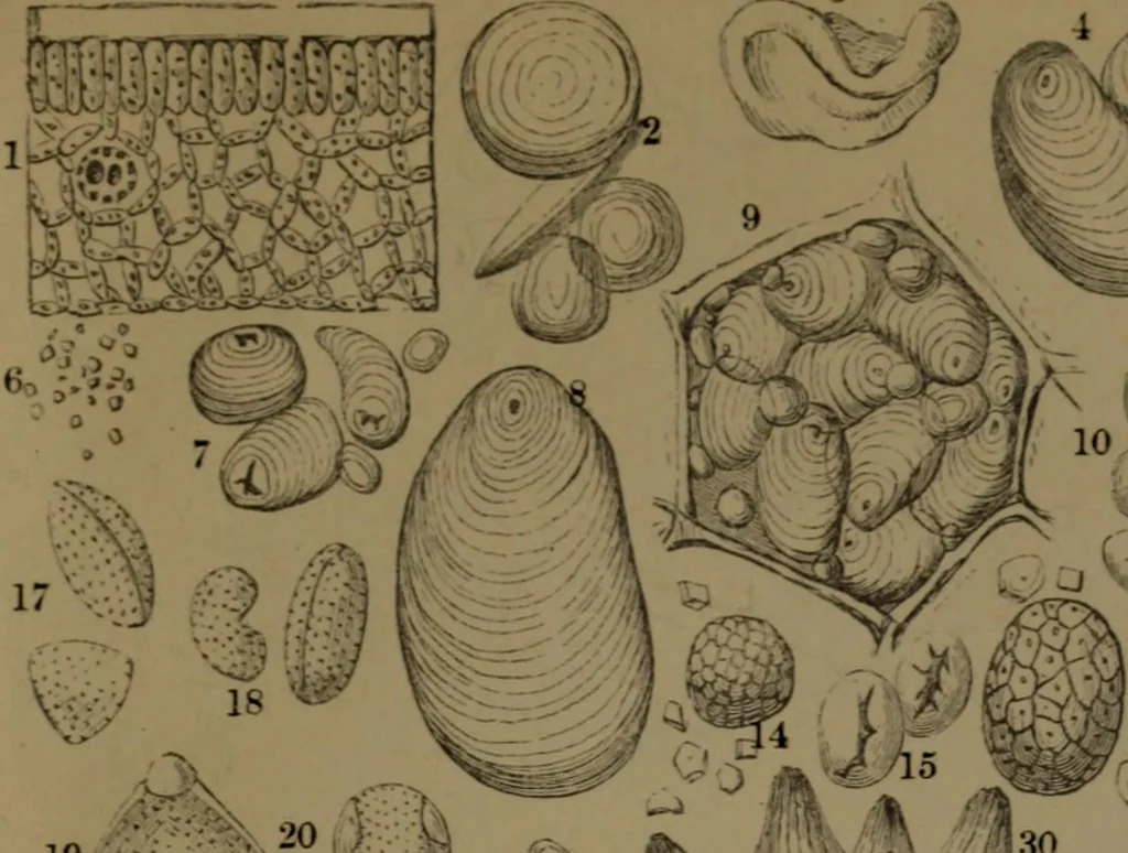 An illustration from Common objects of the microscope, 1861, leaf 148