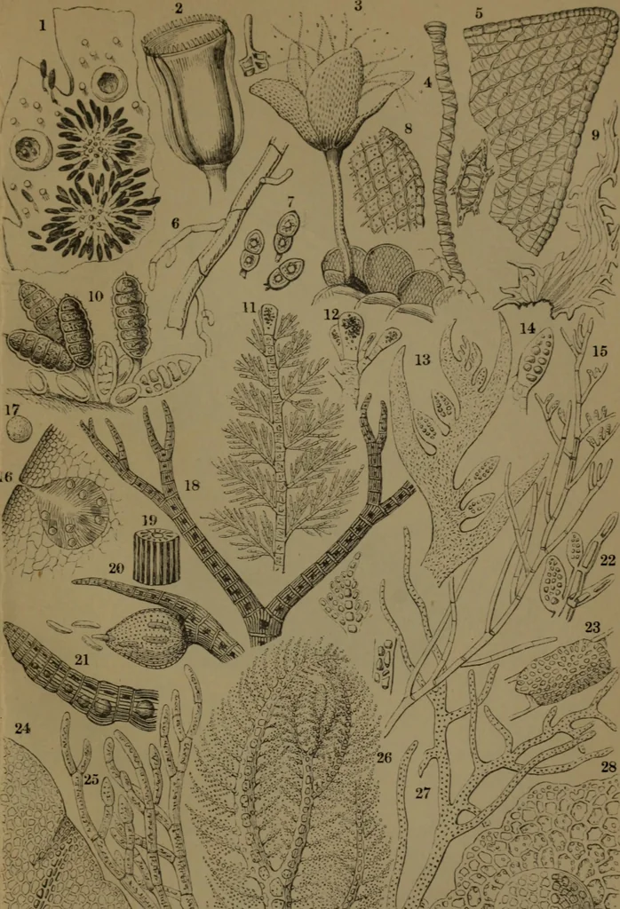 An illustration from Common objects of the microscope, 1861, leaf 152