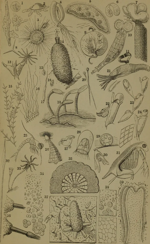 An illustration from Common objects of the microscope, 1861, leaf 160