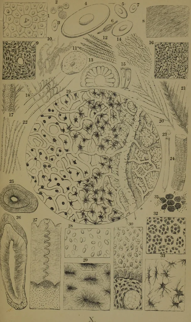 An illustration from Common objects of the microscope, 1861, leaf 162