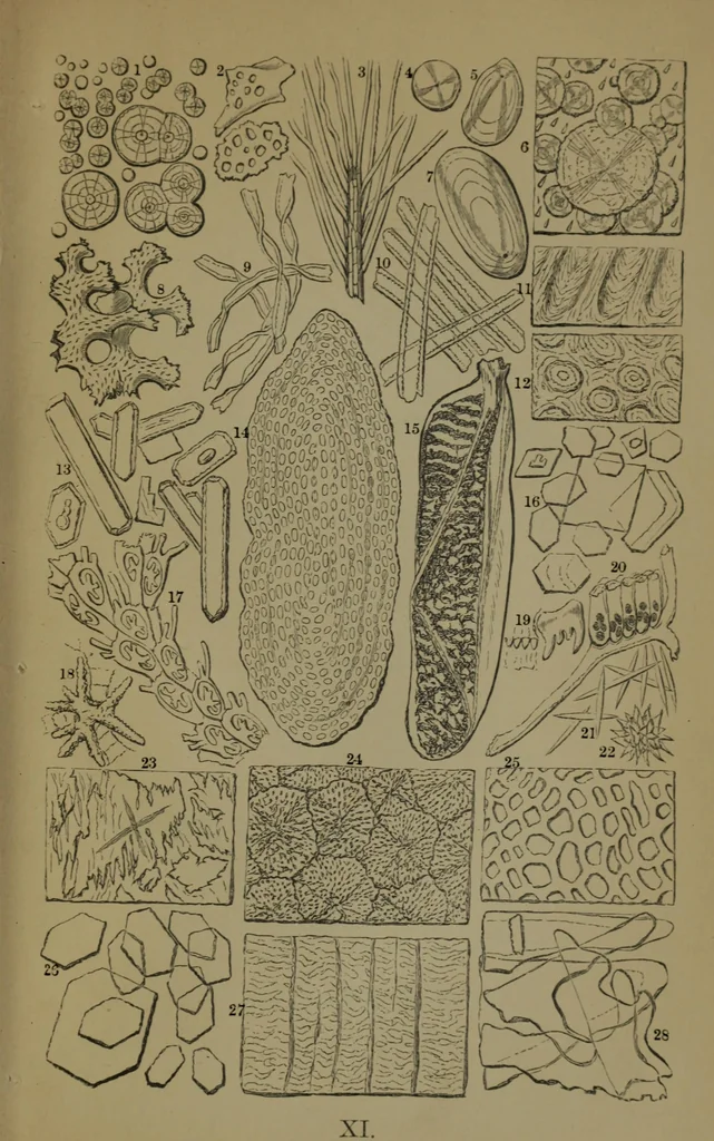 An illustration from Common objects of the microscope, 1861, leaf 164
