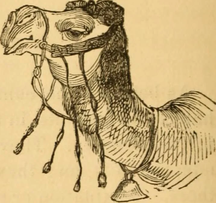 An illustration from Comparative physiognomy; or, Resemblances between men and animals, 1852, leaf 103