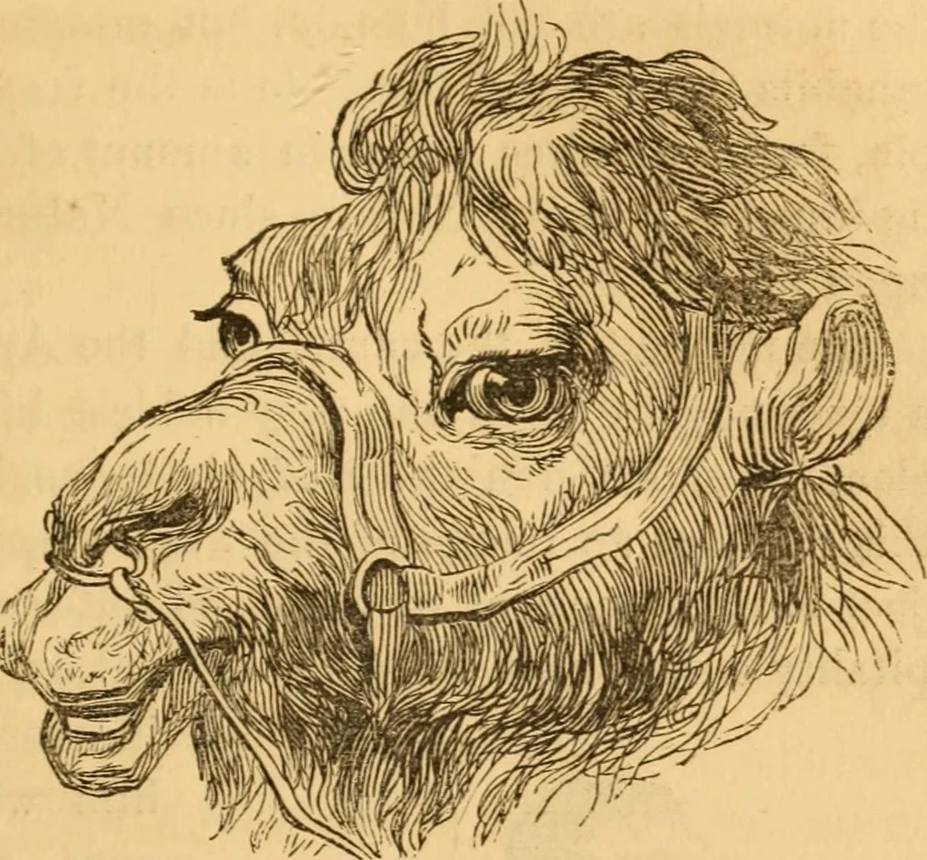 An illustration from Comparative physiognomy; or, Resemblances between men and animals, 1852, leaf 104