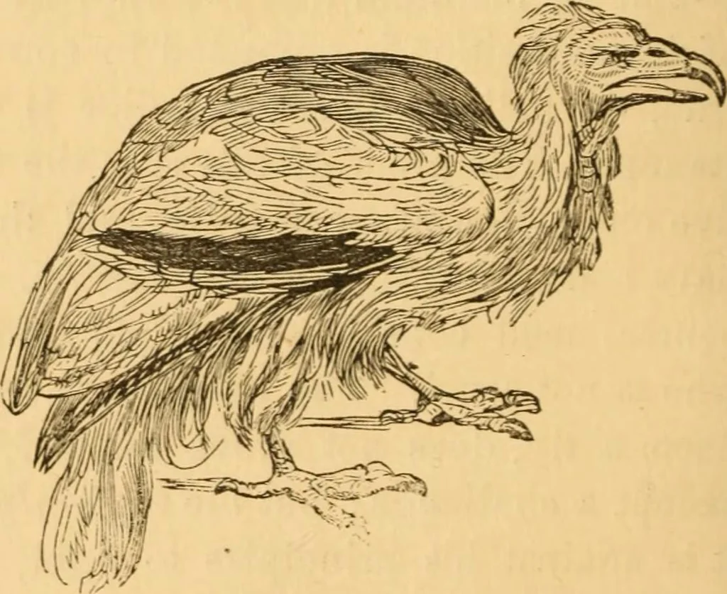 An illustration from Comparative physiognomy; or, Resemblances between men and animals, 1852, leaf 109