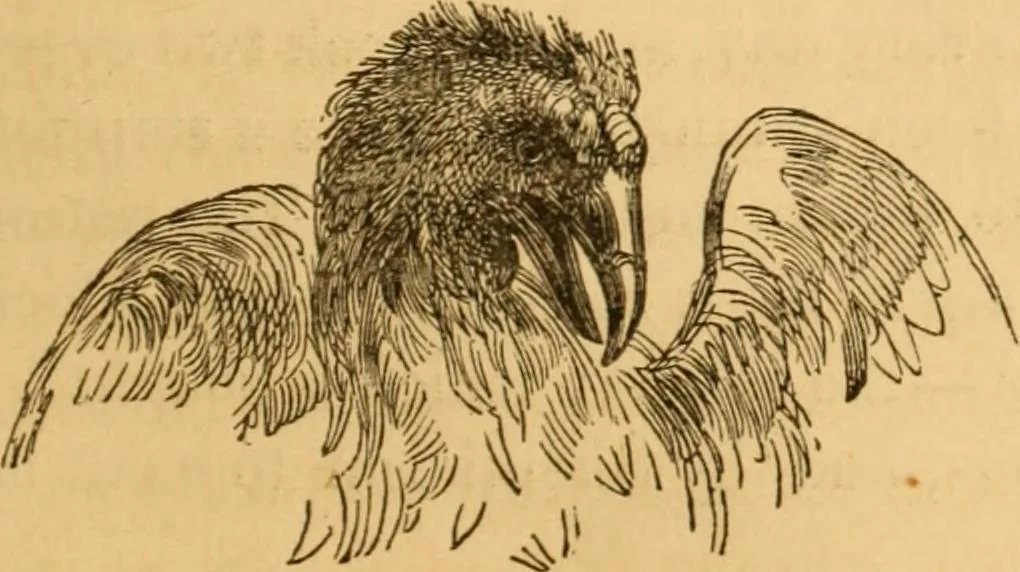 An illustration from Comparative physiognomy; or, Resemblances between men and animals, 1852, leaf 112