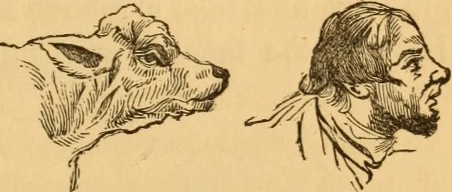 An illustration from Comparative physiognomy; or, Resemblances between men and animals, 1852, leaf 114