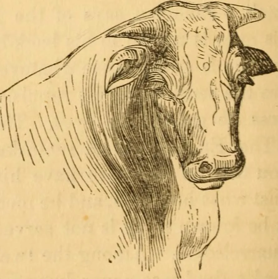 An illustration from Comparative physiognomy; or, Resemblances between men and animals, 1852, leaf 119