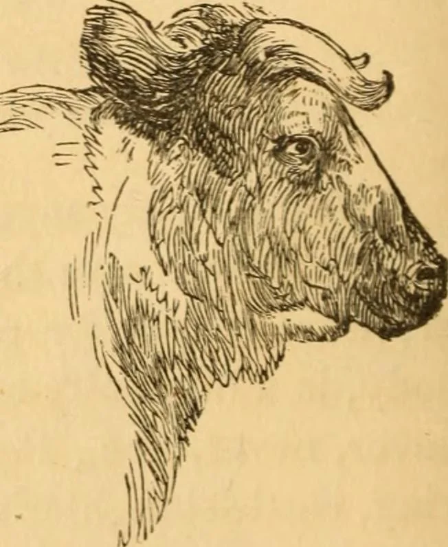 An illustration from Comparative physiognomy; or, Resemblances between men and animals, 1852, leaf 121