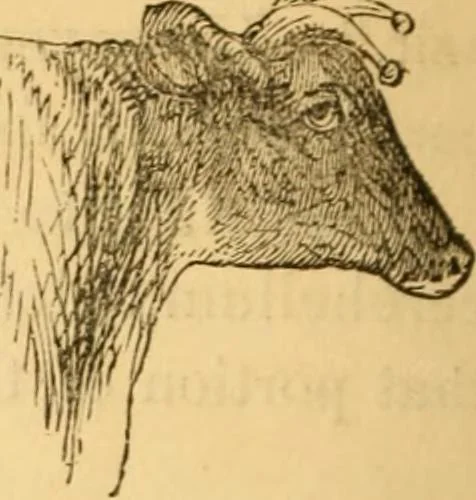 An illustration from Comparative physiognomy; or, Resemblances between men and animals, 1852, leaf 123
