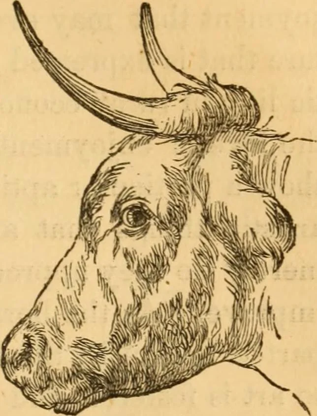 An illustration from Comparative physiognomy; or, Resemblances between men and animals, 1852, leaf 124