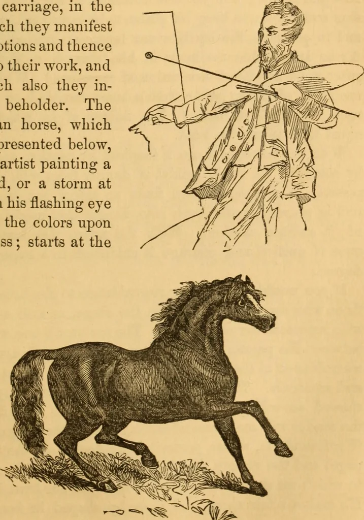 An illustration from Comparative physiognomy; or, Resemblances between men and animals, 1852, leaf 126