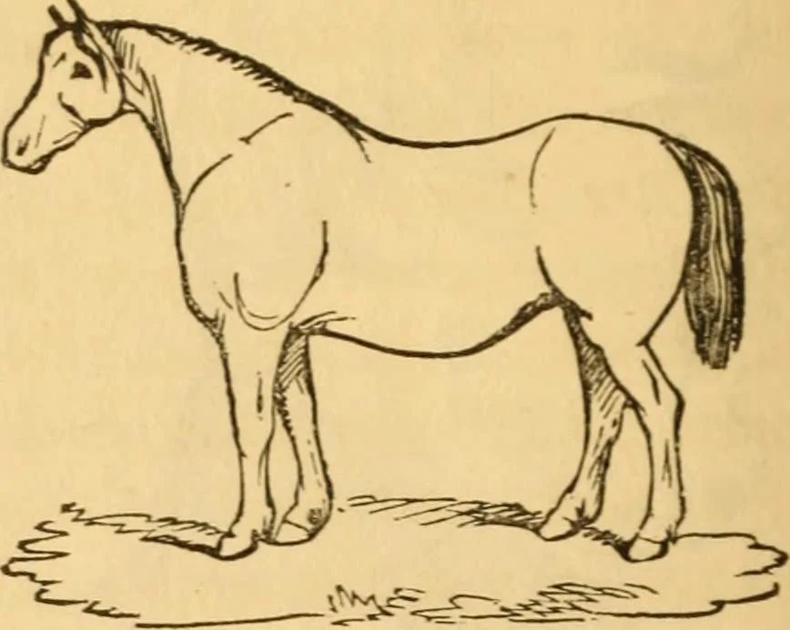 An illustration from Comparative physiognomy; or, Resemblances between men and animals, 1852, leaf 129