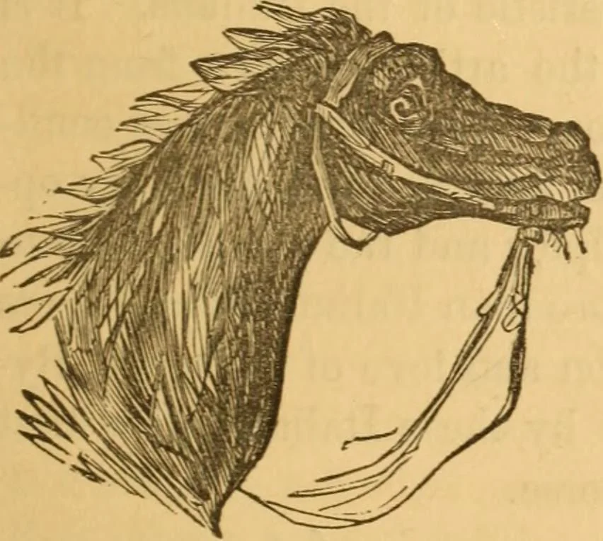 An illustration from Comparative physiognomy; or, Resemblances between men and animals, 1852, leaf 132