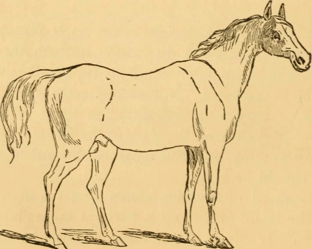 An illustration from Comparative physiognomy; or, Resemblances between men and animals, 1852, leaf 133