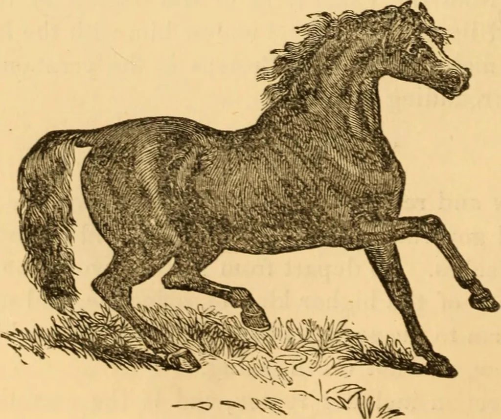 An illustration from Comparative physiognomy; or, Resemblances between men and animals, 1852, leaf 135