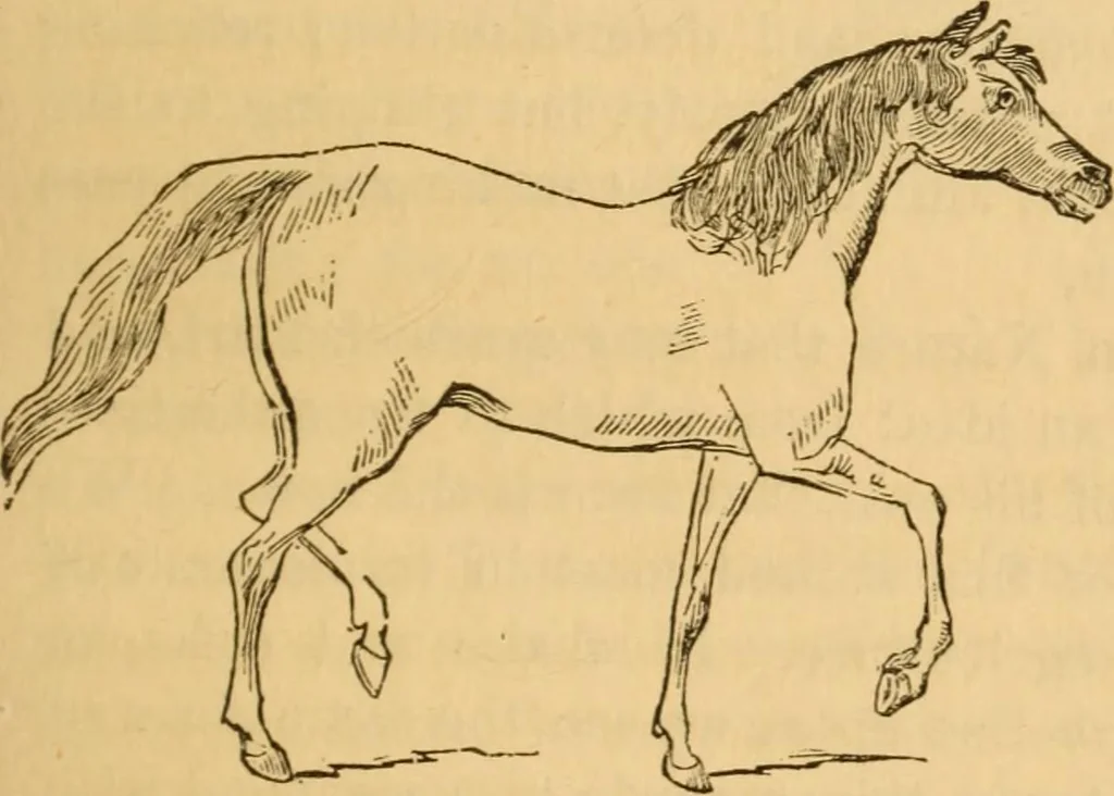 An illustration from Comparative physiognomy; or, Resemblances between men and animals, 1852, leaf 138