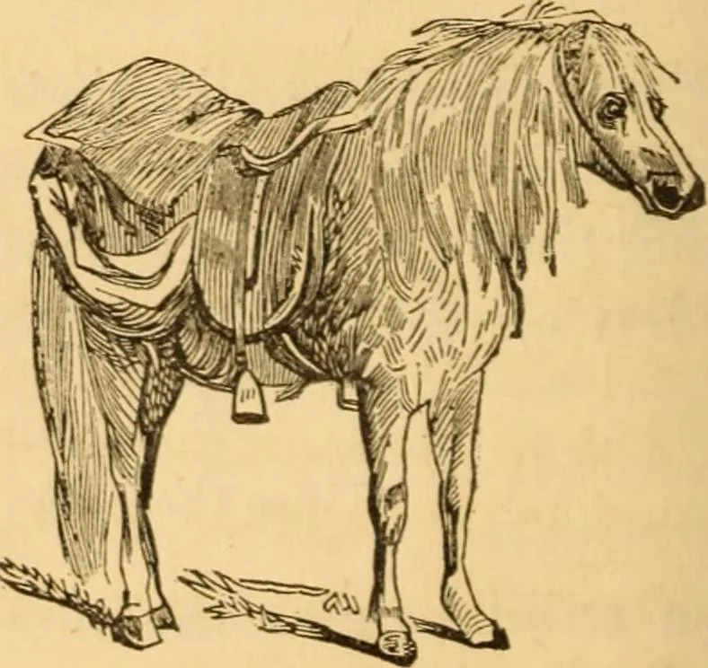 An illustration from Comparative physiognomy; or, Resemblances between men and animals, 1852, leaf 145
