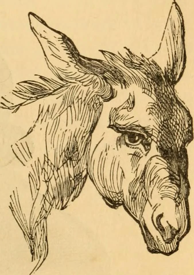 An illustration from Comparative physiognomy; or, Resemblances between men and animals, 1852, leaf 146