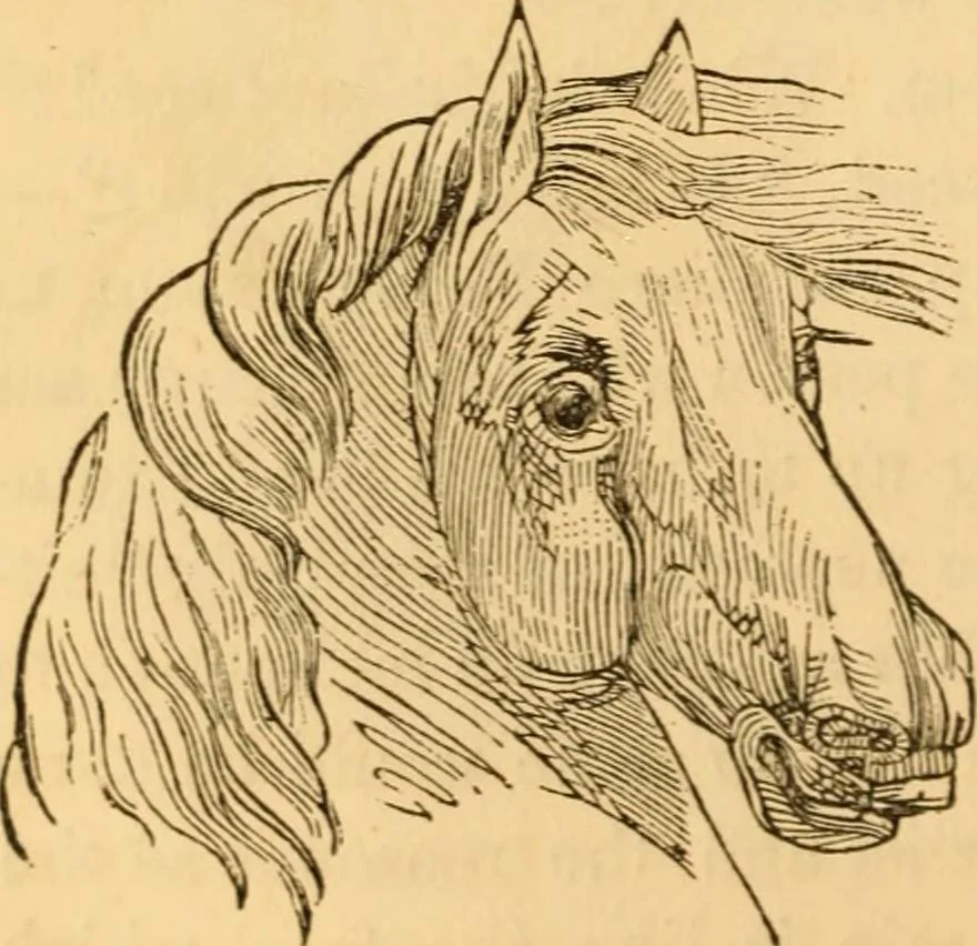 An illustration from Comparative physiognomy; or, Resemblances between men and animals, 1852, leaf 147