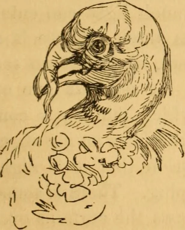 An illustration from Comparative physiognomy; or, Resemblances between men and animals, 1852, leaf 148