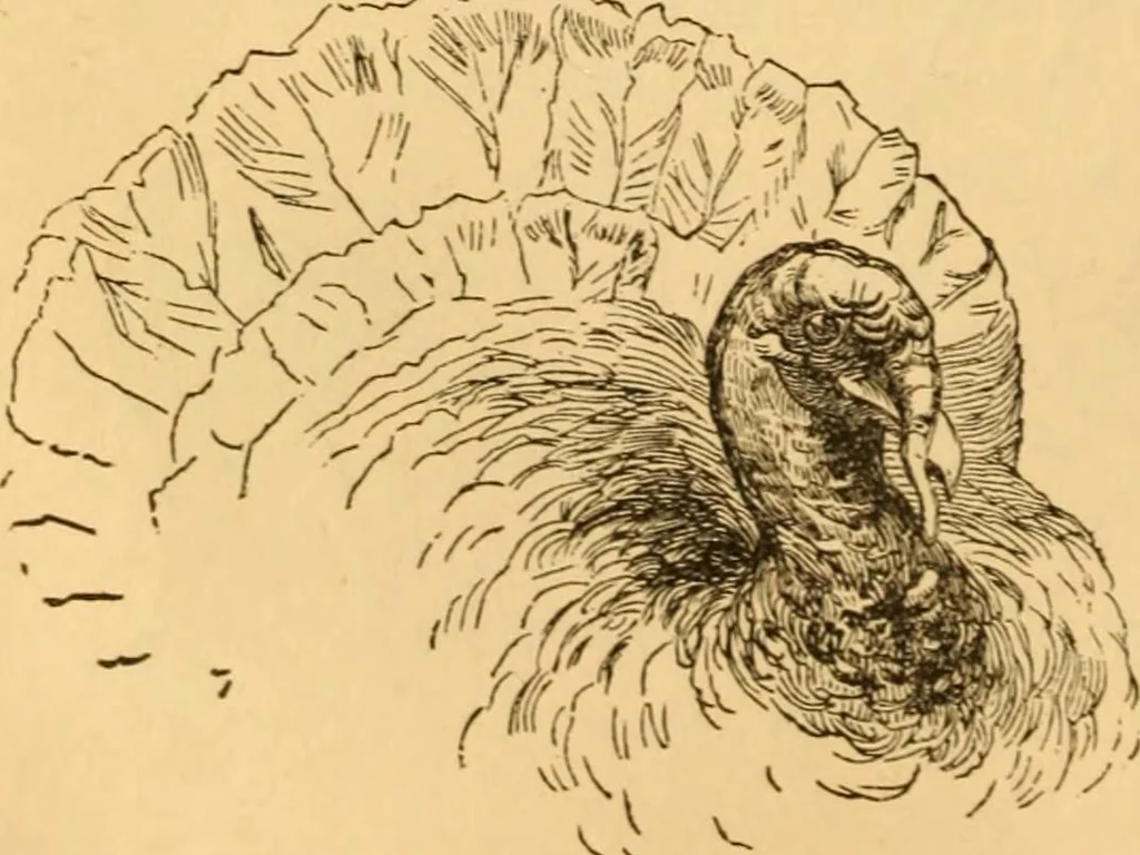 An illustration from Comparative physiognomy; or, Resemblances between men and animals, 1852, leaf 153
