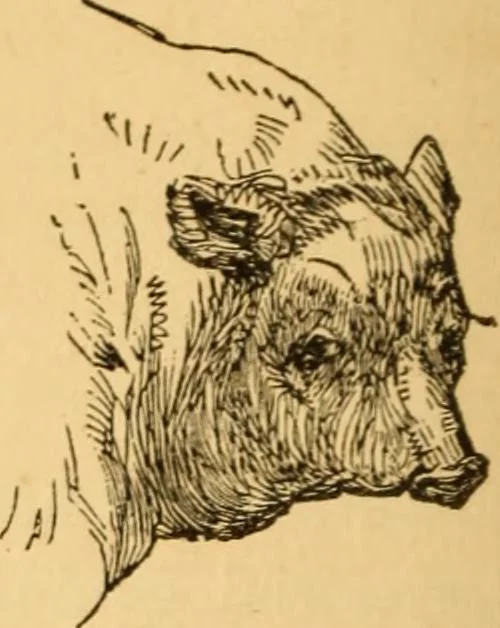 An illustration from Comparative physiognomy; or, Resemblances between men and animals, 1852, leaf 171