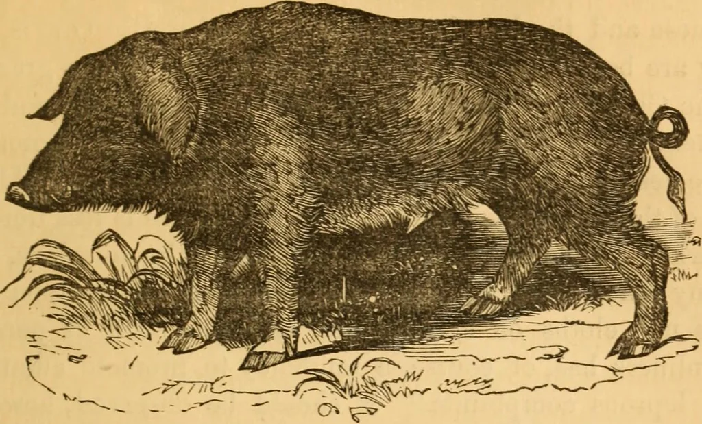 An illustration from Comparative physiognomy; or, Resemblances between men and animals, 1852, leaf 174