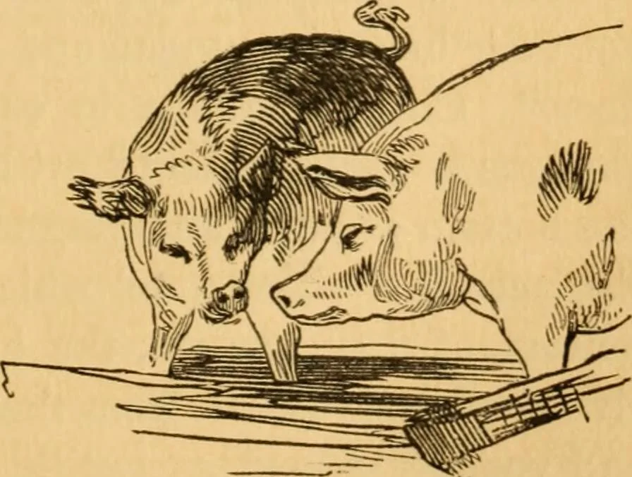 An illustration from Comparative physiognomy; or, Resemblances between men and animals, 1852, leaf 176