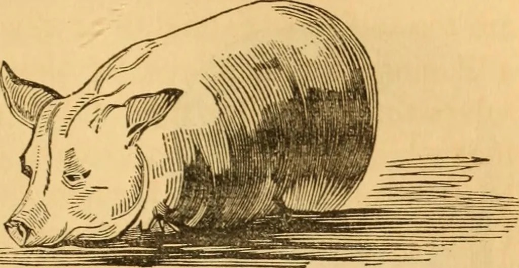 An illustration from Comparative physiognomy; or, Resemblances between men and animals, 1852, leaf 184