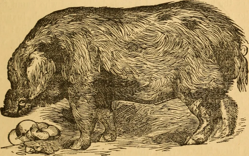 An illustration from Comparative physiognomy; or, Resemblances between men and animals, 1852, leaf 188
