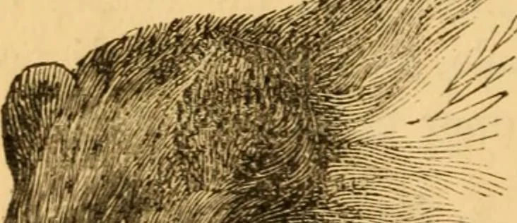 An illustration from Comparative physiognomy; or, Resemblances between men and animals, 1852, leaf 193