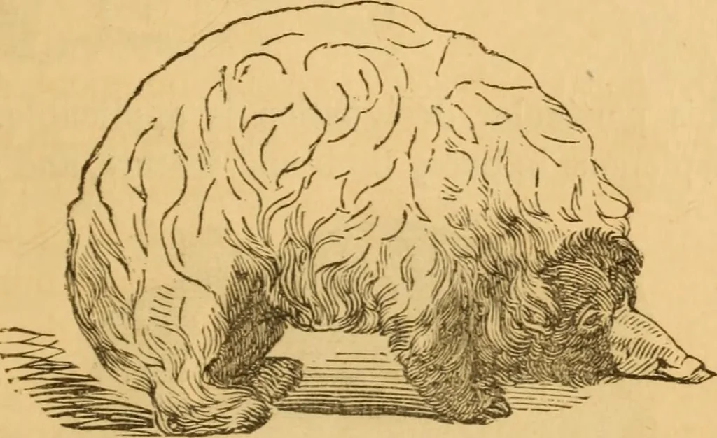An illustration from Comparative physiognomy; or, Resemblances between men and animals, 1852, leaf 198